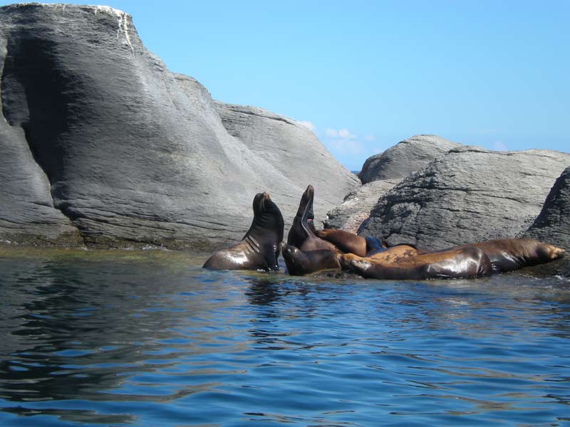 Turs y Actividades Isla Coronado Baja California Sur