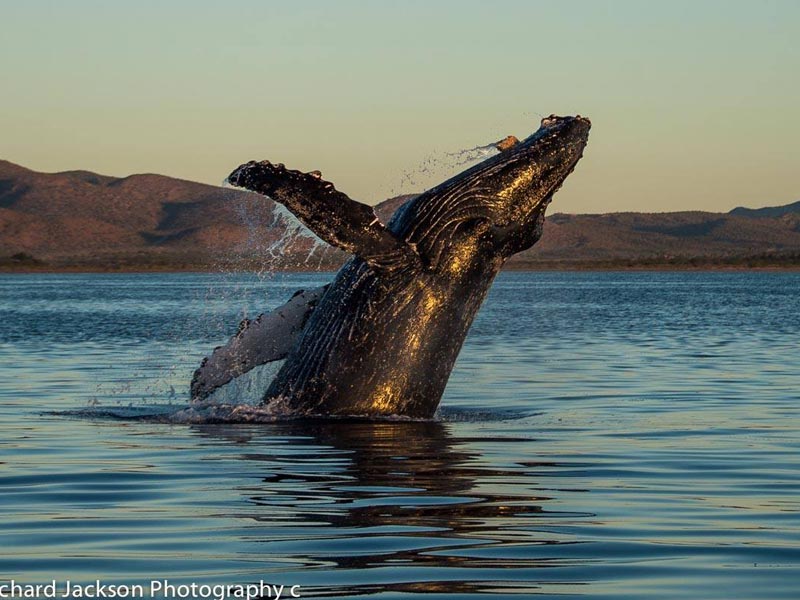 Turs y Actividades Baja California Sur