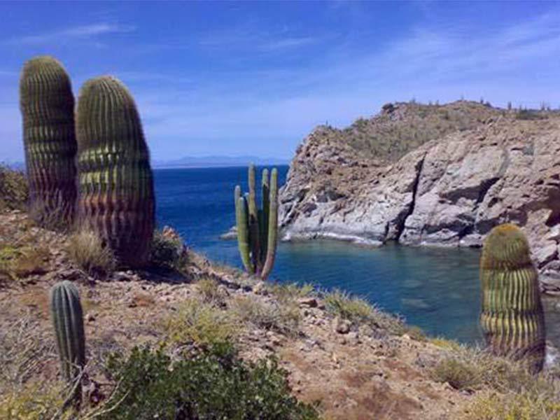 Turs y Actividades Isla Catalana Baja California Sur